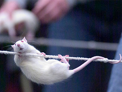 What were “ratlines” in the context of World War II?