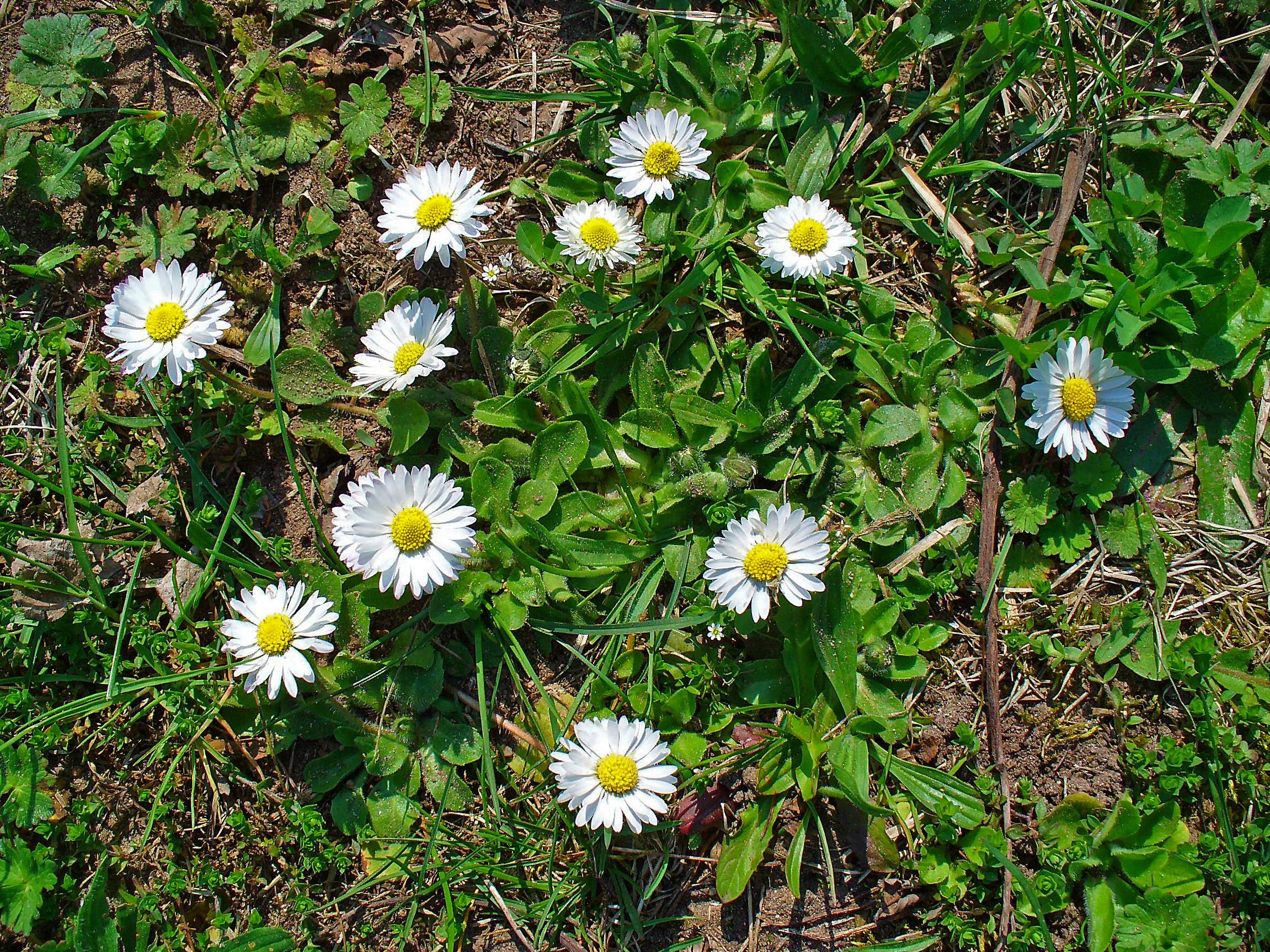In which Nazi-occupied European country did the daisy become a symbol of resistance during World War II?