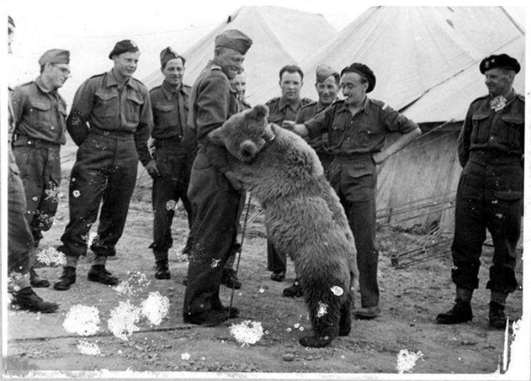 Wojtek was a bear kept by Polish soldiers serving in Africa and Italy. What was his favorite drink?